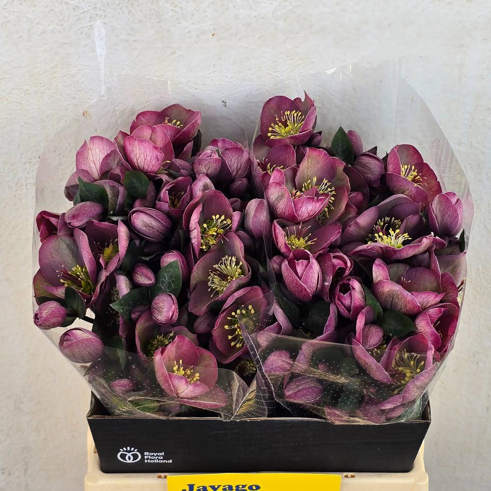 Helleborus rosa Cosmio 40cm