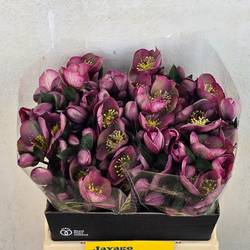 Helleborus rosa Cosmio 40cm