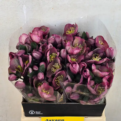 Helleborus rosa Cosmio 40cm