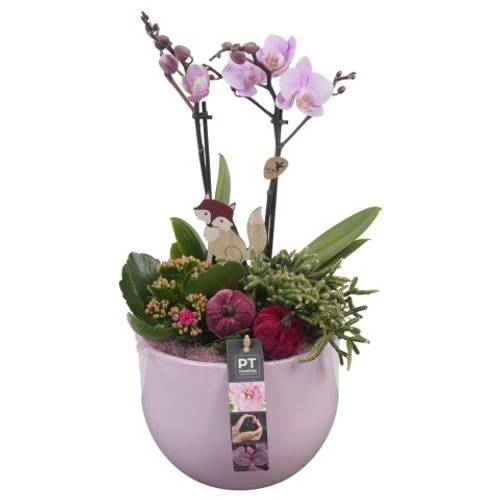 Phal.Arr 	PTHI5557 Herbst T19 H044