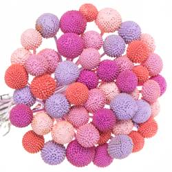 Craspedia mix Candy gefärbt 70cm