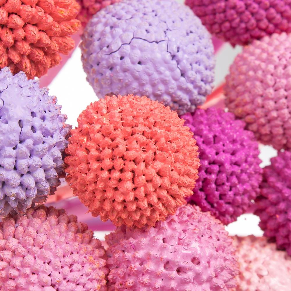 Craspedia mix Candy gefärbt 70cm