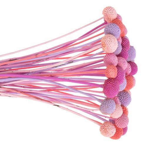 Craspedia mix Candy gefärbt 70cm