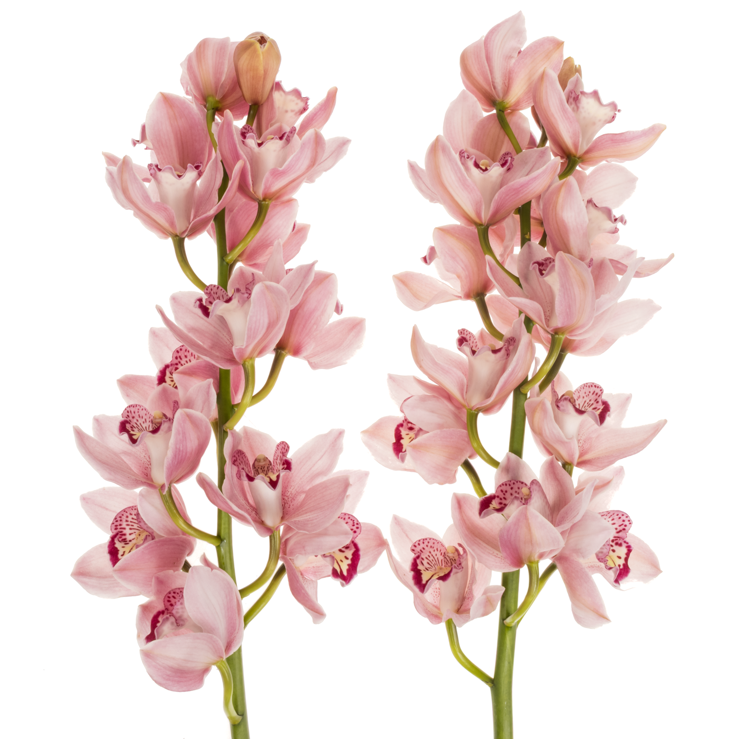 Cymbidium rosa Kady 80cm 13+Blüte