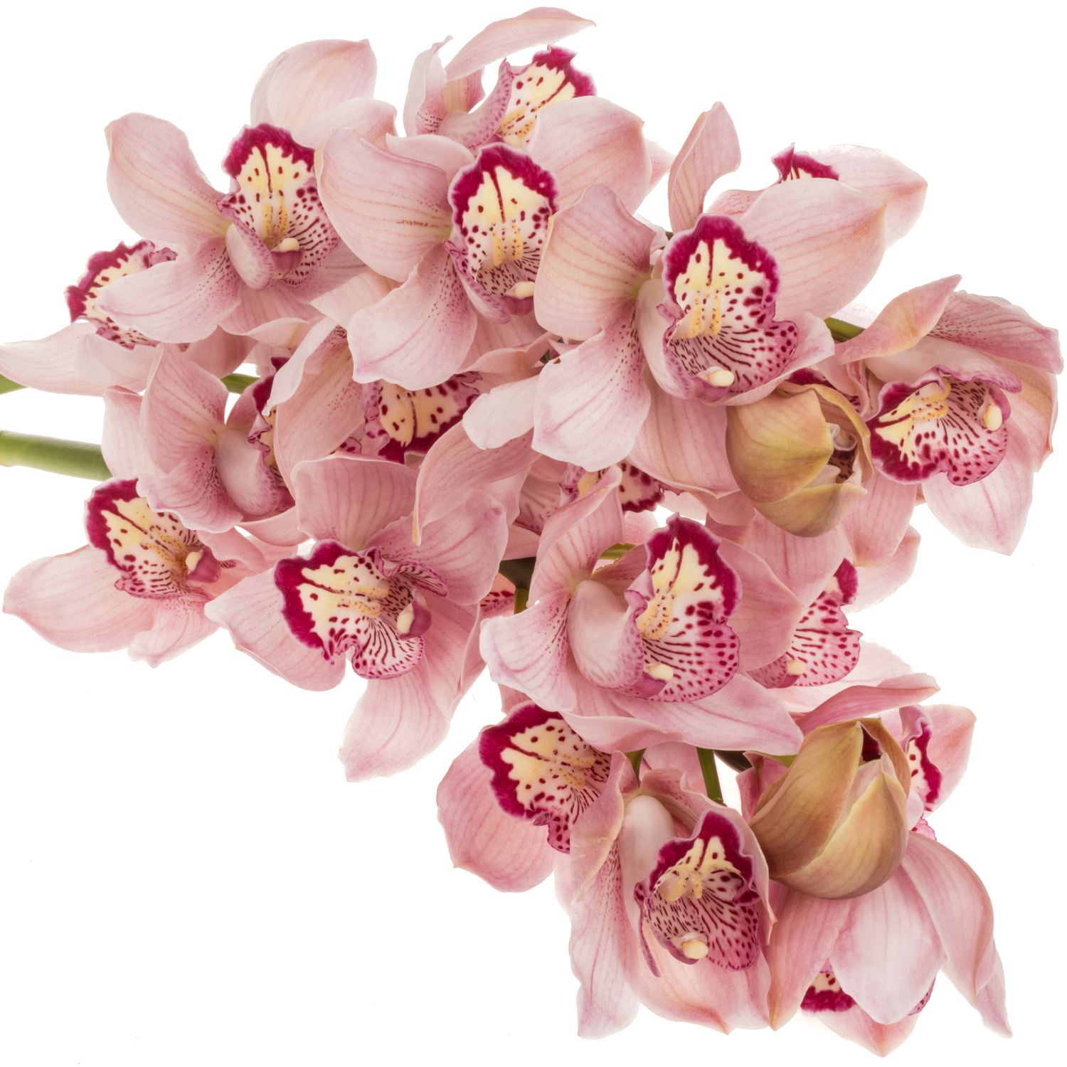 Cymbidium rosa Kady 80cm 13+Blüte