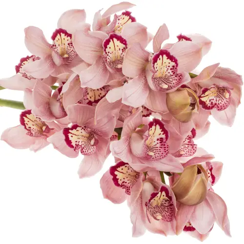 Cymbidium rosa Kady 80cm 13+Blüte