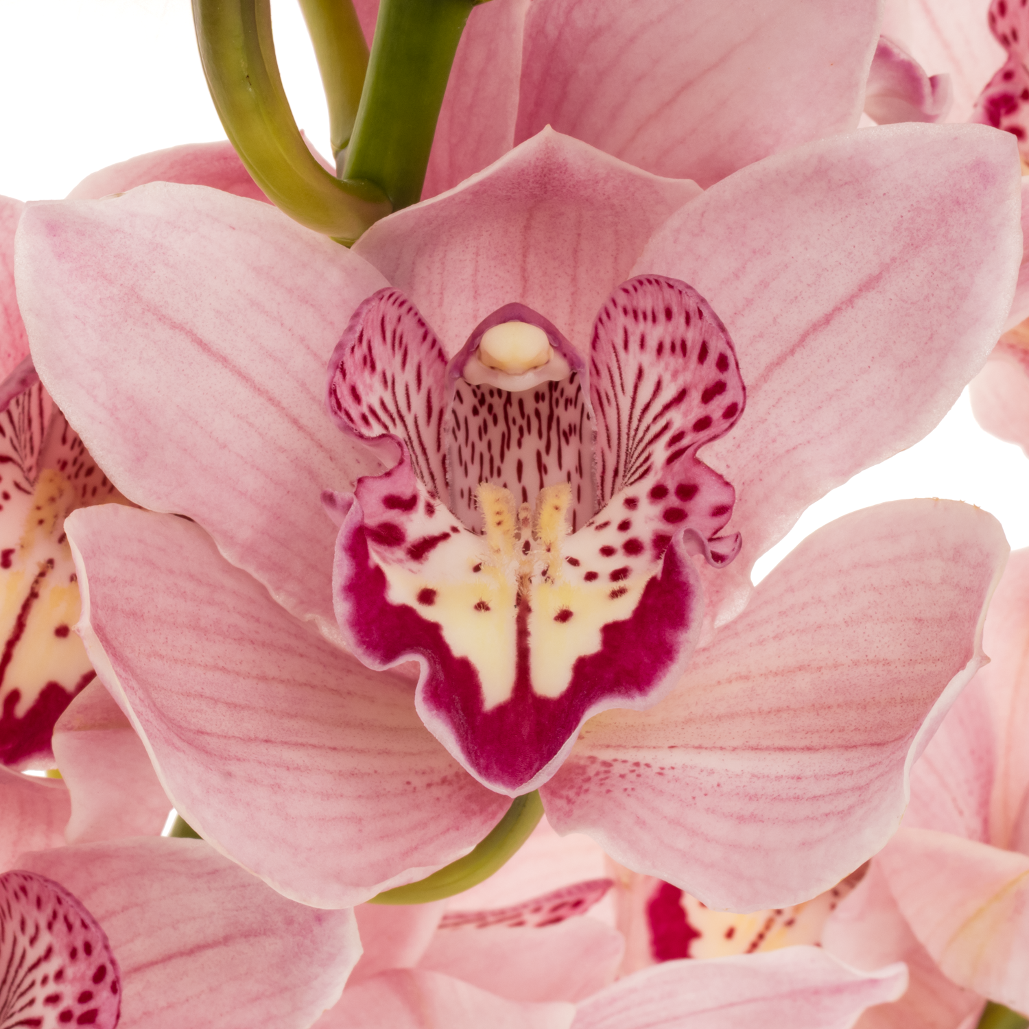 Cymbidium rosa Kady 80cm 13+Blüte