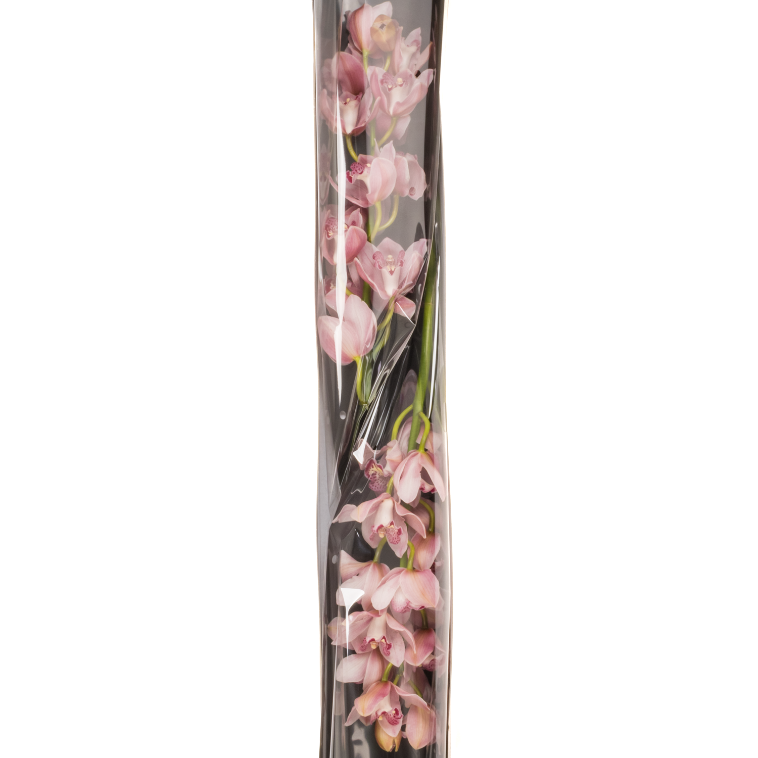 Cymbidium rosa Kady 80cm 13+Blüte
