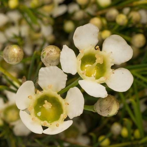 Wachsflower weiss White Lion 30 gramm 60cm