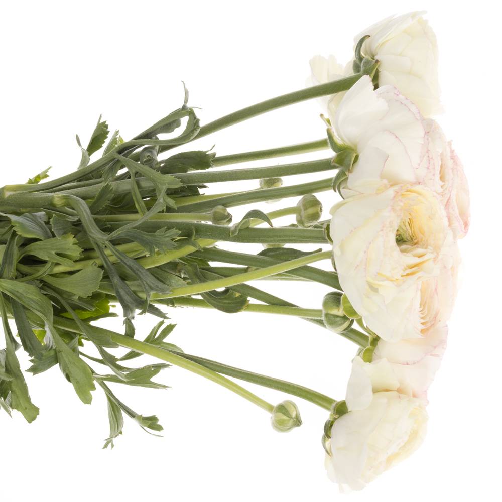 Ranunkel creme/rosa Cloni Super 40cm