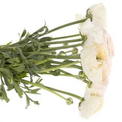 Ranunkel creme/rosa Cloni Super 40cm