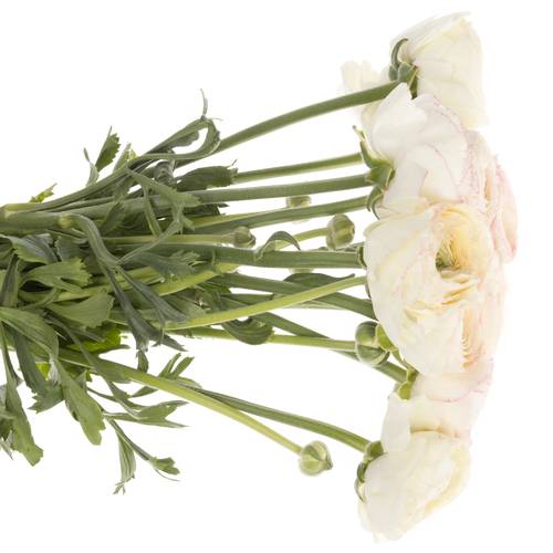 Ranunkel creme/rosa Cloni Super 40cm