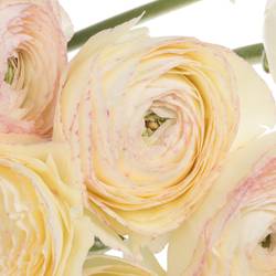 Ranunkel creme/rosa Cloni Super 40cm