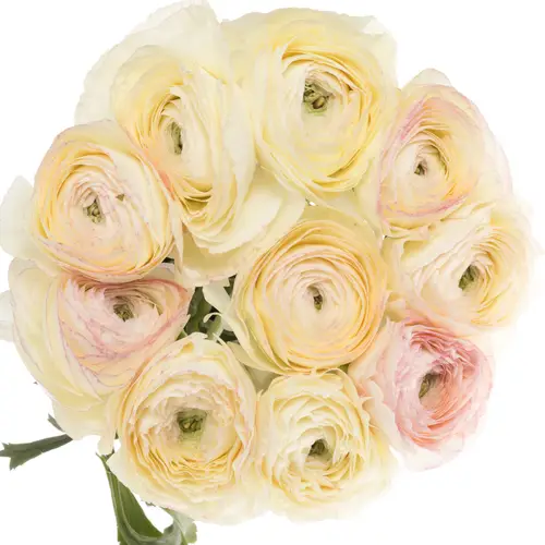 Ranunkel creme/rosa Cloni Super 40cm