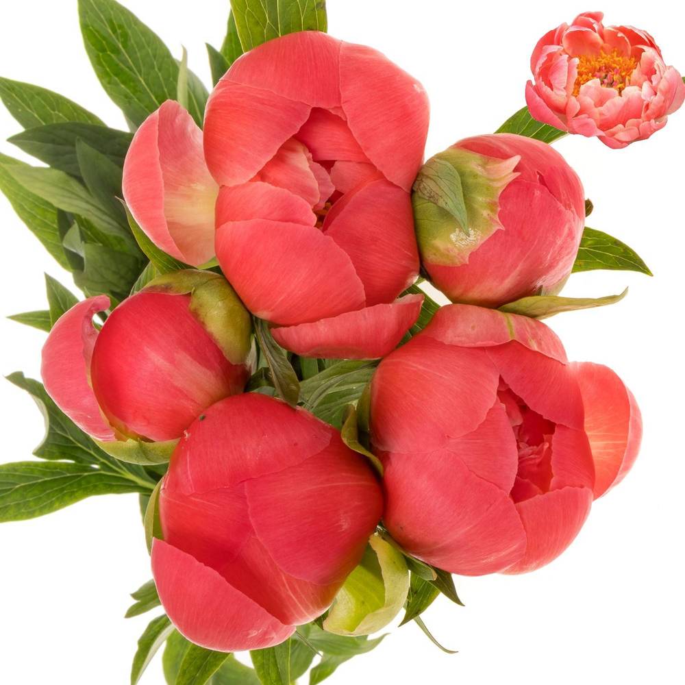 Pfingstrose rosa lachs Charm 55cm