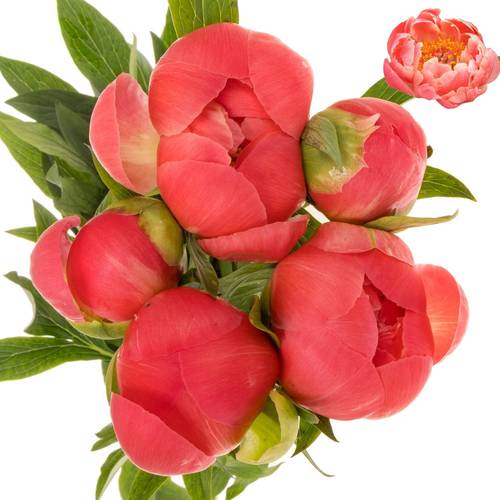 Pfingstrose rosa lachs Charm 55cm