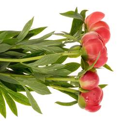 Pfingstrose rosa lachs Charm 55cm