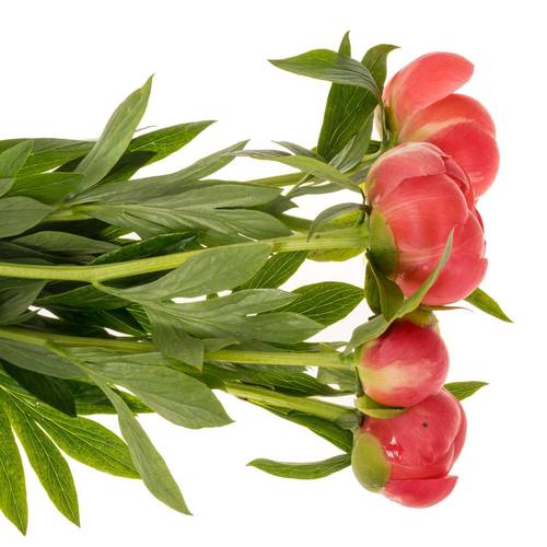 Pfingstrose rosa lachs Charm 55cm