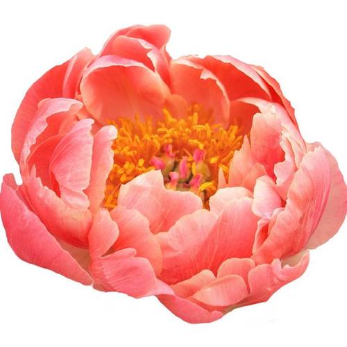 Pfingstrose rosa lachs Charm 55cm