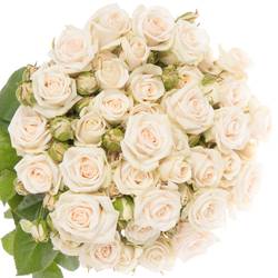 Rose verzweigt creme Royal Porcelina 6+Blüte 60cm Imp