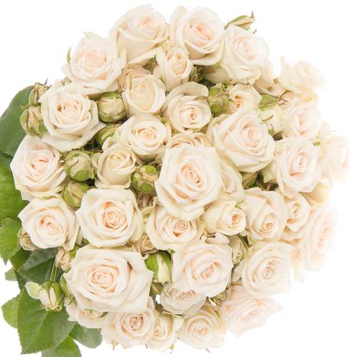 Rose verzweigt creme Royal Porcelina 6+Blüte 60cm Imp