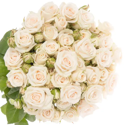 Rose verzweigt creme Royal Porcelina 6+Blüte 60cm Imp