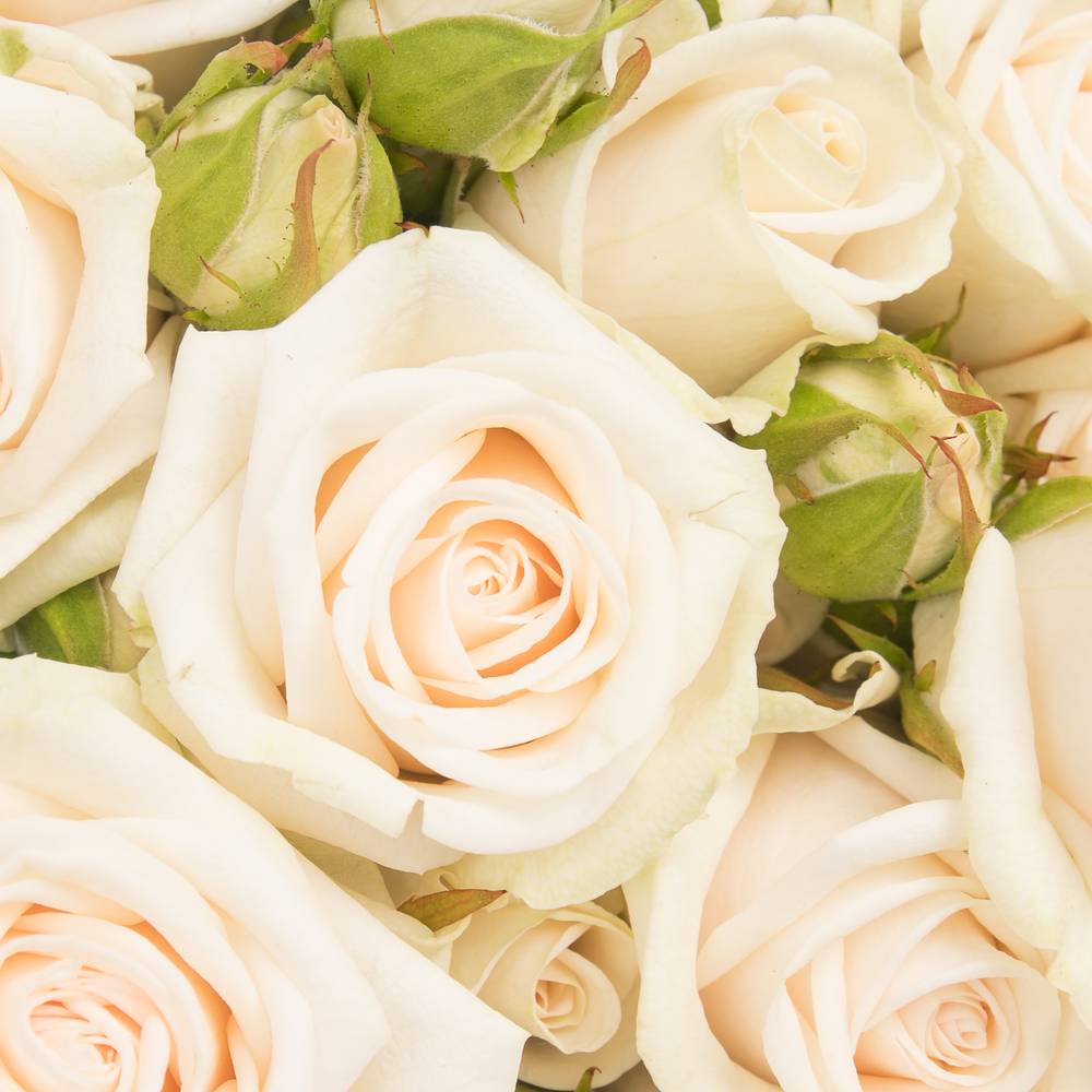 Rose verzweigt creme Royal Porcelina 6+Blüte 60cm Imp