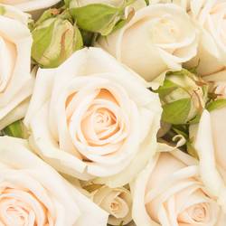 Rose verzweigt creme Royal Porcelina 6+Blüte 60cm Imp