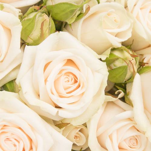 Rose verzweigt creme Royal Porcelina 6+Blüte 60cm Imp