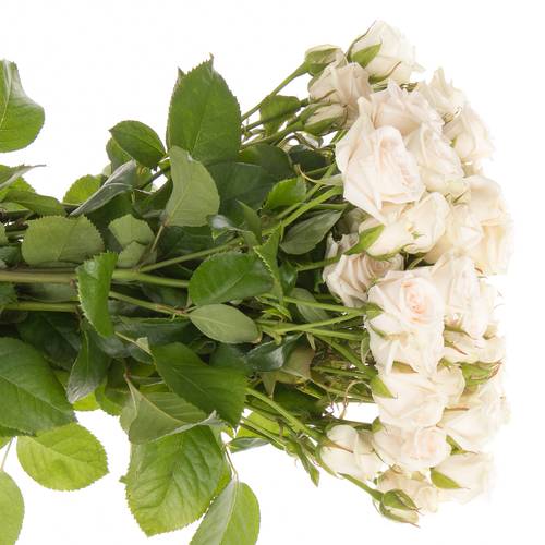 Rose verzweigt creme Royal Porcelina 6+Blüte 60cm Imp