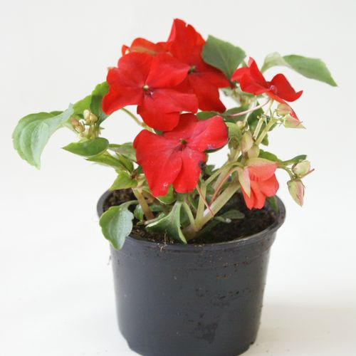 Imp.Walleriana rot T09 H015