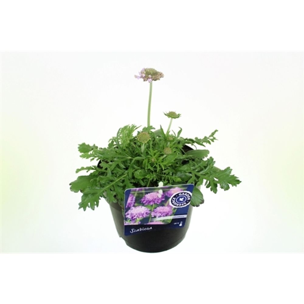 Scabiosa Columb. T17 H045