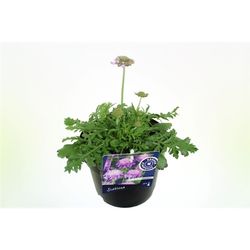 Scabiosa Columb. T17 H045