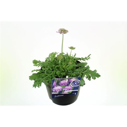 Scabiosa Columb. T17 H045