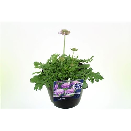 Scabiosa Columb. T17 H045