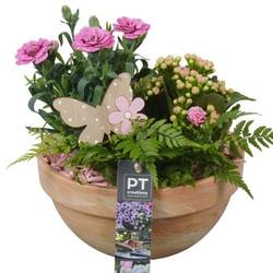 Garten.Arr PTPP6925 T19 H022