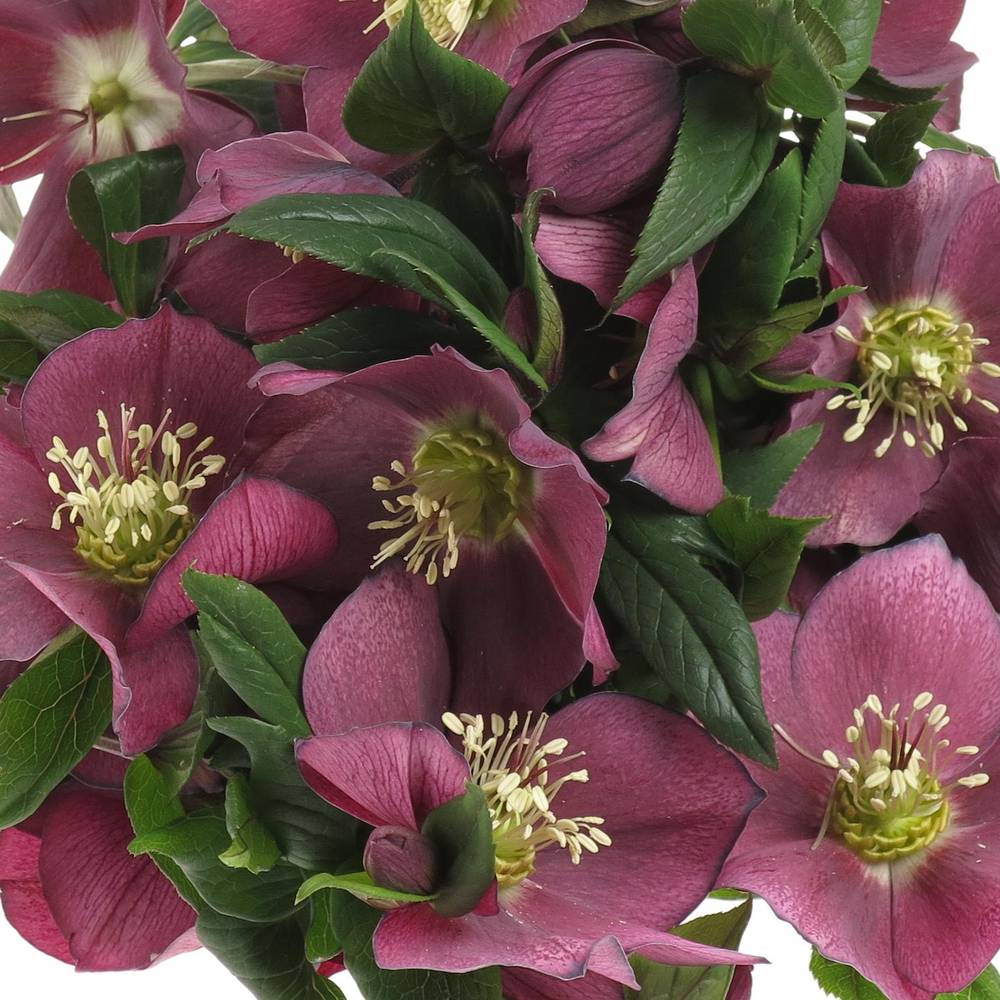 Helleborus weinrot Queens Red 45cm