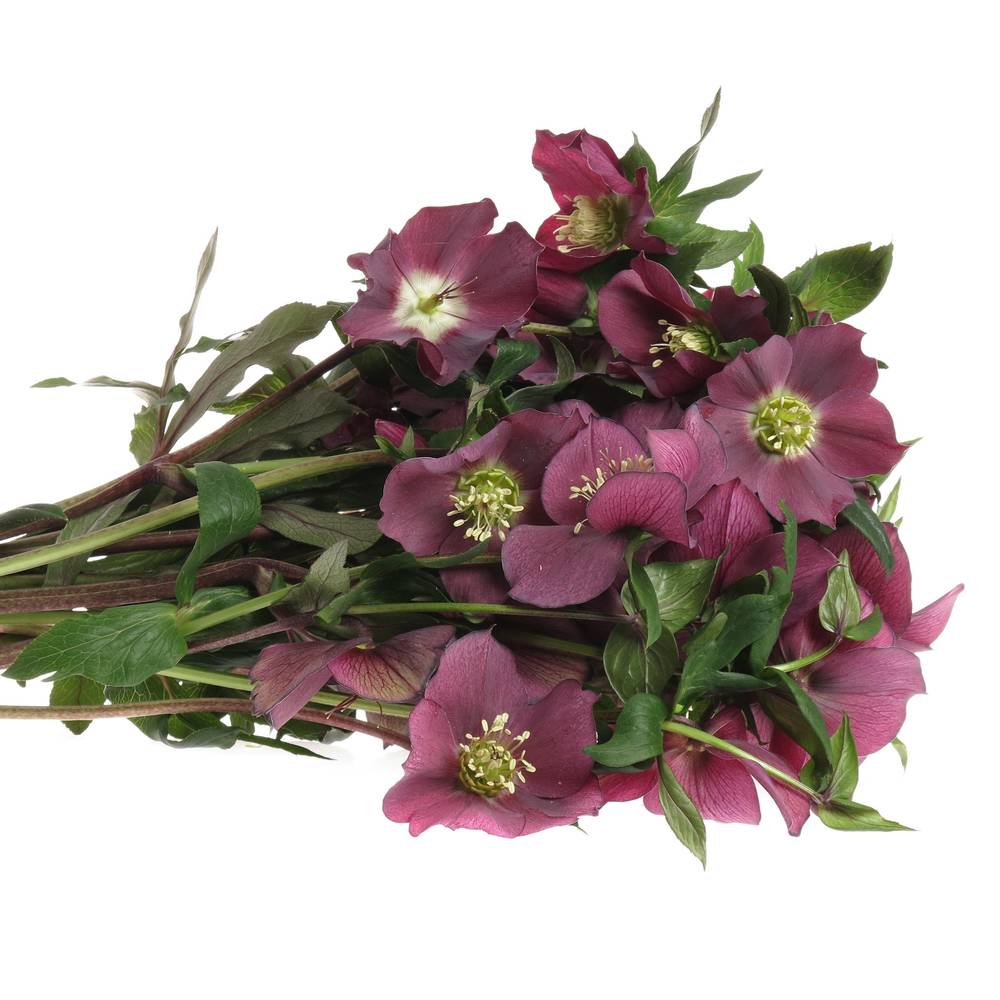 Helleborus weinrot Queens Red 45cm