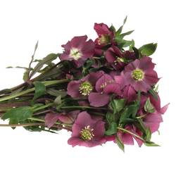 Helleborus weinrot Queens Red 45cm