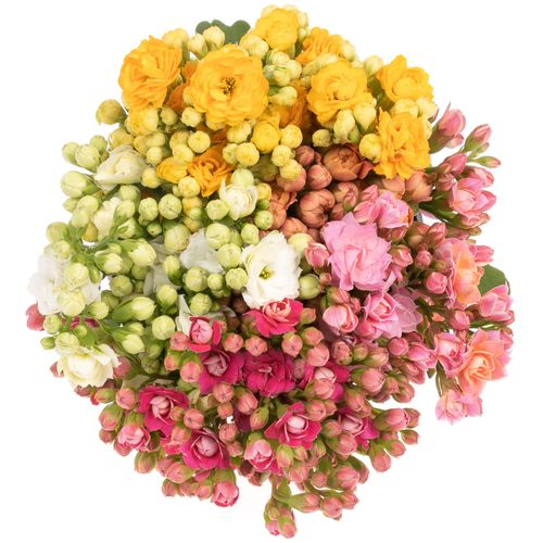 Kalanchoe mix 40cm 5 Farben