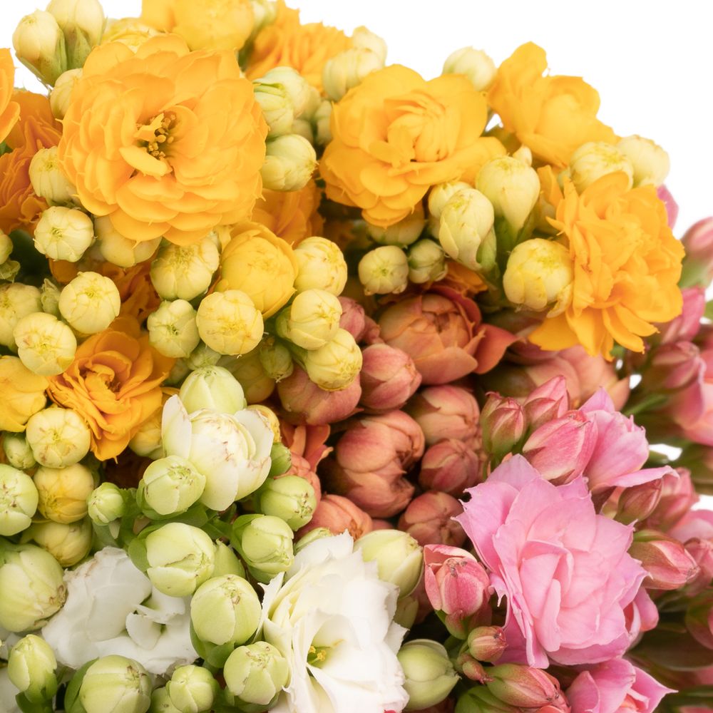 Kalanchoe mix 40cm 5 Farben