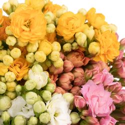Kalanchoe mix 40cm 5 Farben