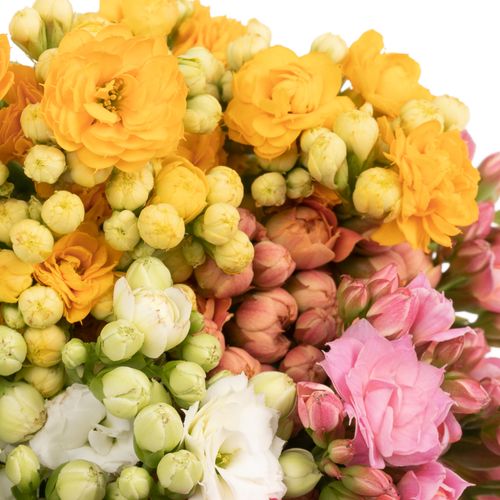 Kalanchoe mix 40cm 5 Farben
