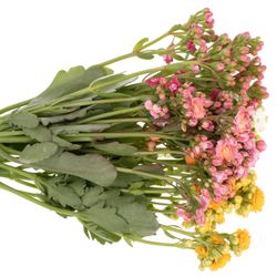 Kalanchoe mix 40cm 5 Farben