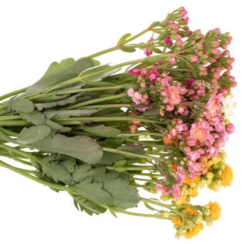 Kalanchoe mix 40cm 5 Farben