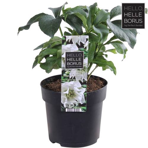 Helleborus Orientalis weiss T14 H035