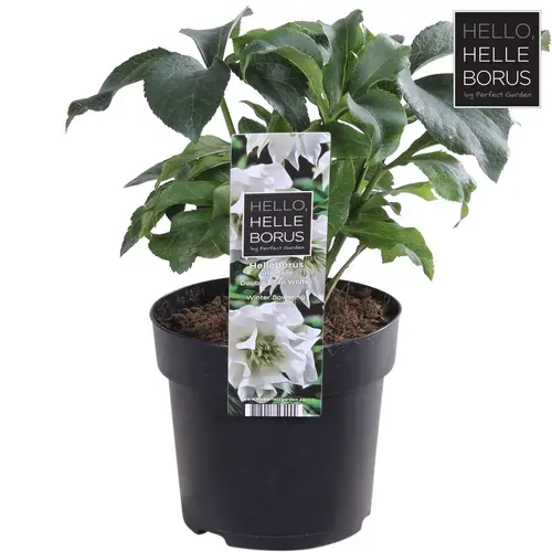 Helleborus Orientalis weiss T14 H035