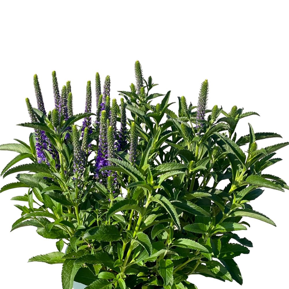 Veronica Spicata T19 H35