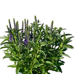 Veronica Spicata T19 H35