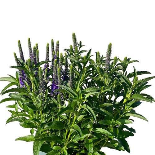 Veronica Spicata T19 H35